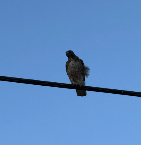 Red-tailed Hawk observed by theabobea