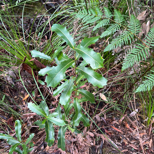Xylomelum pyriforme, photograph 6