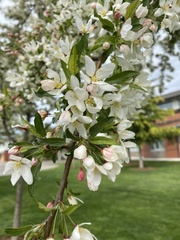Prunus cerasifera