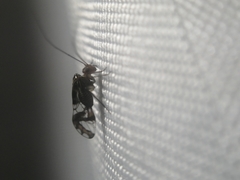 Cerastipsocus trifasciatus