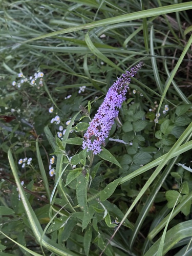 Butterfly bush