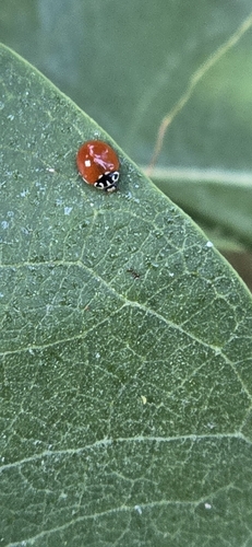 iNaturalist observation photo of Western Polished Lady Beetle