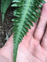 Blechnum appendiculatum