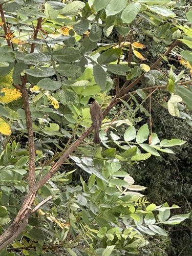 Brown-breasted Bulbul