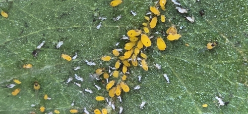 iNaturalist observation photo of Oleander Aphid