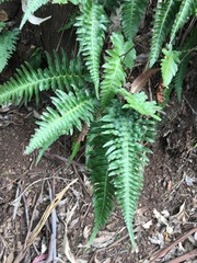 Blechnum appendiculatum