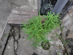 Phyllanthus amarus, photograph (c) chiuluan, some rights reserved (CC BY)