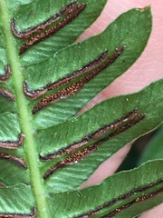 Blechnum appendiculatum