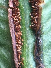 Blechnum appendiculatum