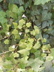 Cymbalaria muralis