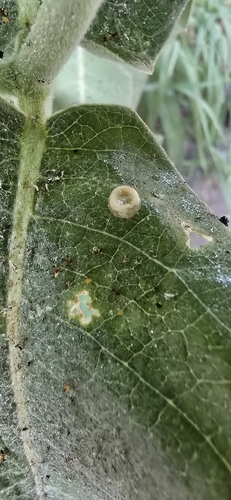 iNaturalist observation photo of Bowl Gall Wasp