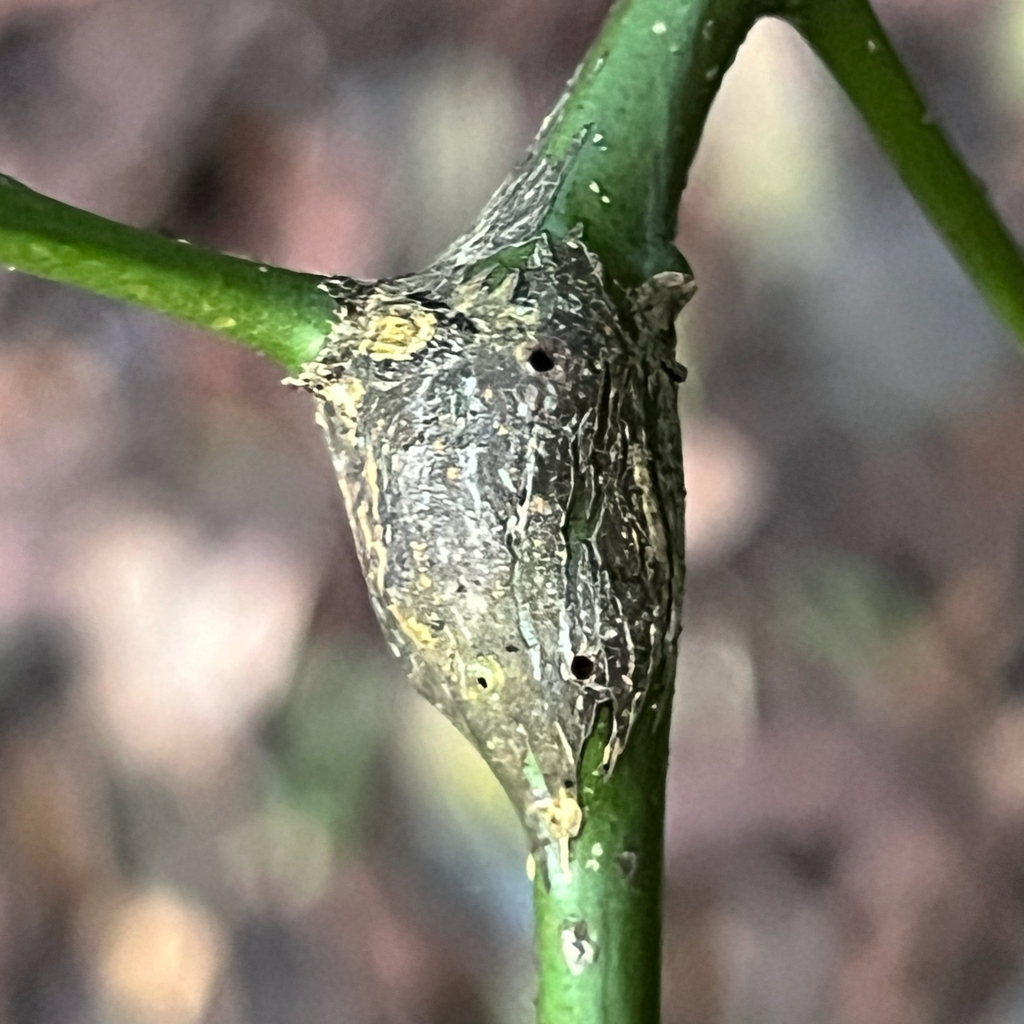 Citrus Gall Wasp on a plant