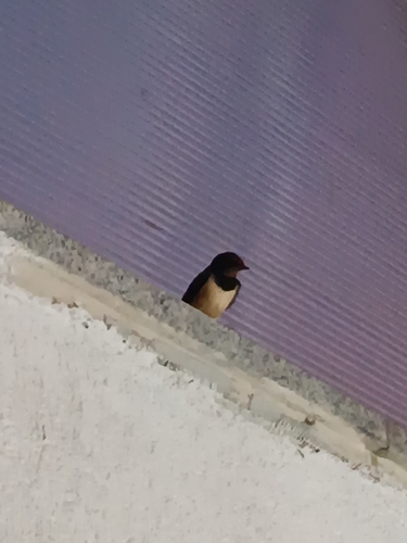 Barn Swallow