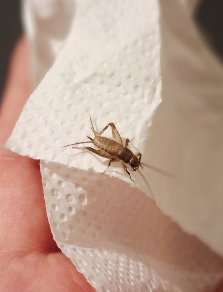 Microgryllus pallipes