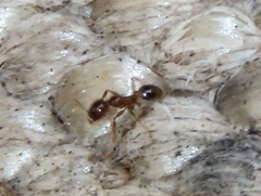 Pheidole capensis