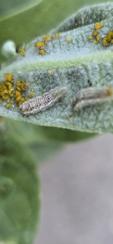 iNaturalist observation photo of Large-tailed Aphideater