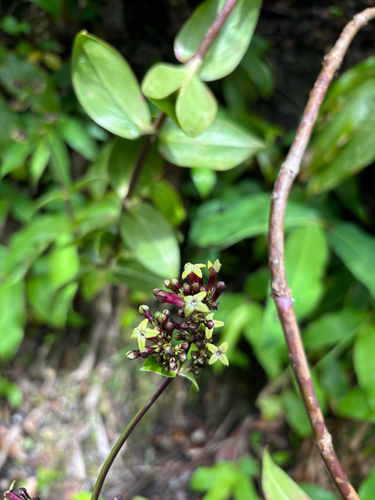 Kadua centranthoides observed 2026-06-25