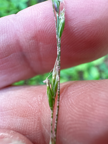 Festuca occidentalis observed 2026-07-16