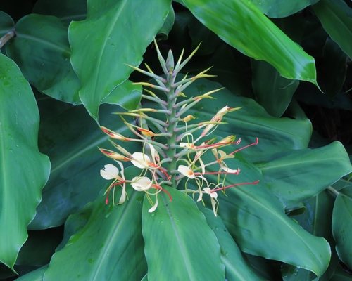 Hedychium spicatum observed 2017-04-09