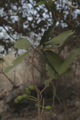 Persea hintonii