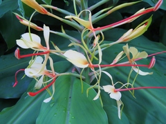 Hedychium spicatum