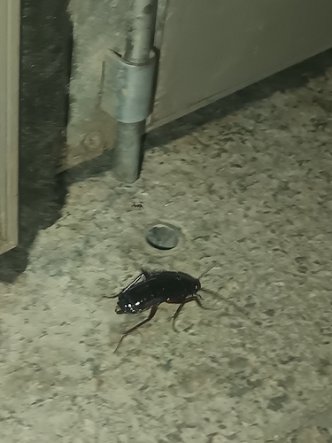 Oriental Cockroach