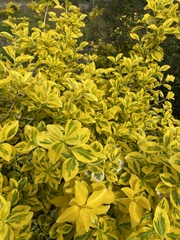 Magnoliopsida