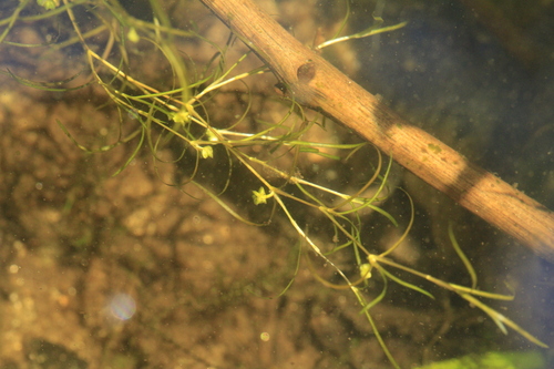Potamogeton foliosus, photograph 2