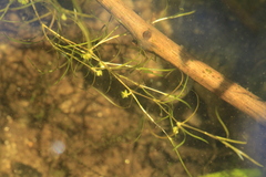Potamogeton foliosus, photograph author not stated, no rights reserved
