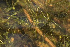 Potamogeton foliosus