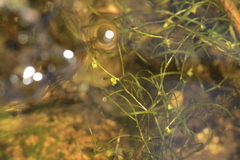 Potamogeton foliosus, photograph author not stated, no rights reserved