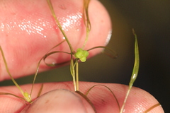 Potamogeton foliosus, photograph author not stated, no rights reserved