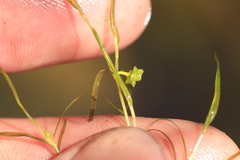 Potamogeton foliosus, photograph author not stated, no rights reserved