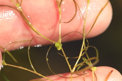 Potamogeton foliosus, photograph author not stated, no rights reserved