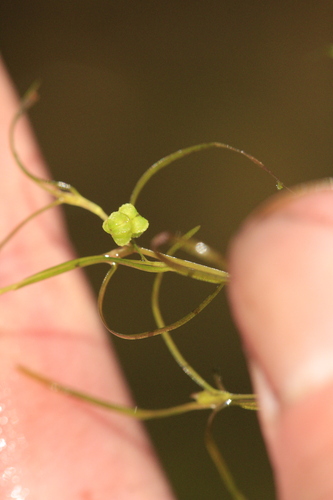 Potamogeton foliosus, photograph 6