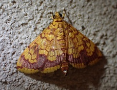 Portentomorpha xanthialis