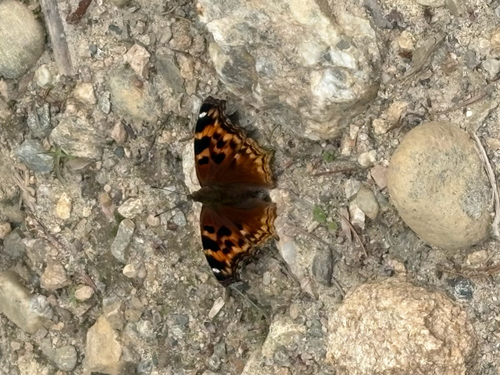 Compton Tortoiseshell