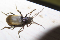 Ditylus gracilis
