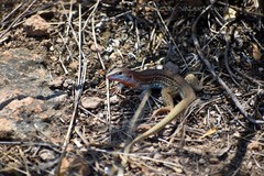 Aspidoscelis gularis colossus