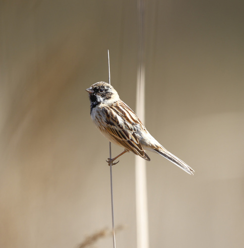 Pallas's Bunting