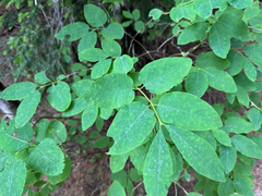 Lonicera utahensis, photograph (c) Caleb Catto, some rights reserved (CC BY)