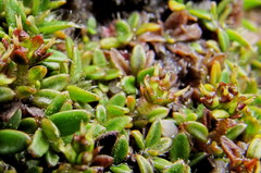 Actinotus novae-zelandiae