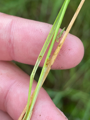 Carex diandra, photograph (c) Sam Turner, some rights reserved (CC BY)