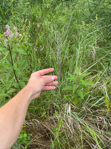 Carex diandra, photograph 5