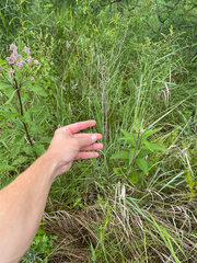 Carex diandra, photograph (c) Sam Turner, some rights reserved (CC BY)