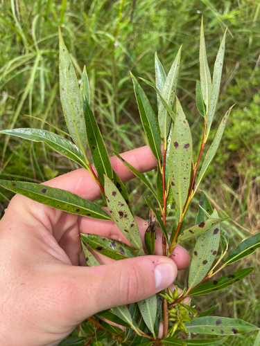 Salix serissima, photograph 5
