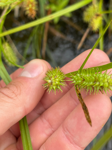 Carex hystericina, photograph 6