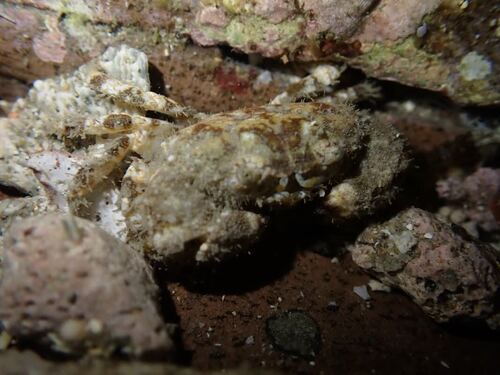 Xanthias lamarckii observed 2026-07-16
