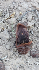 Prosopanche americana