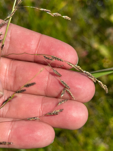 Glyceria grandis